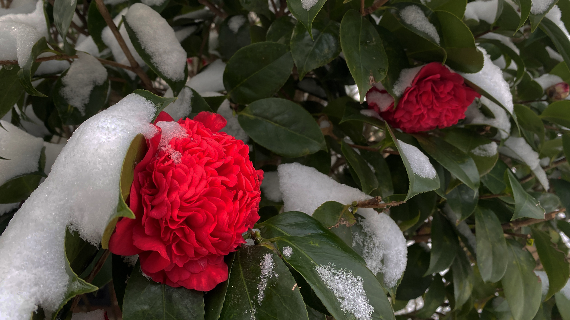 snow on flowers