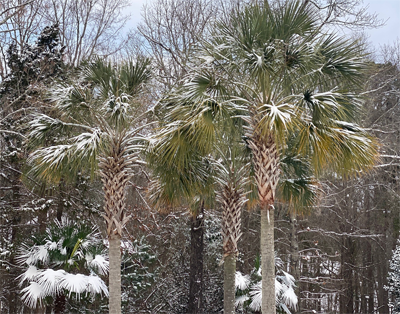 snow on palmetto trees